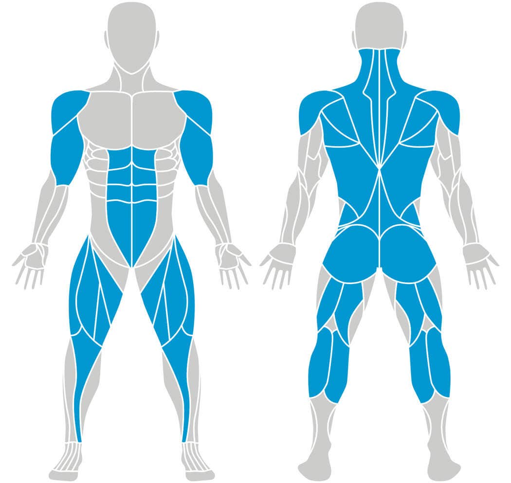 Which muscles are trained when running on the fitness treadmill